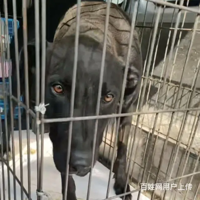 您家的宠物交给我保证让您放心 - 图片 1