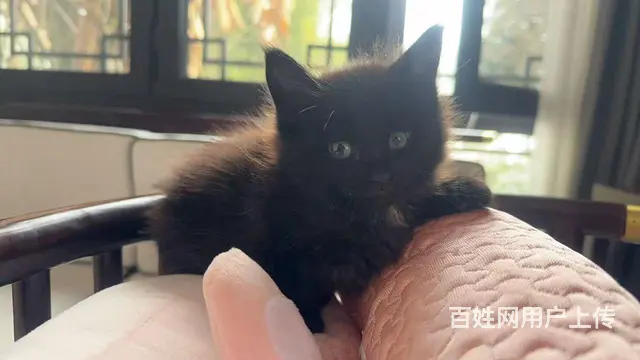 家庭式繁殖缅因猫 - 图片 1