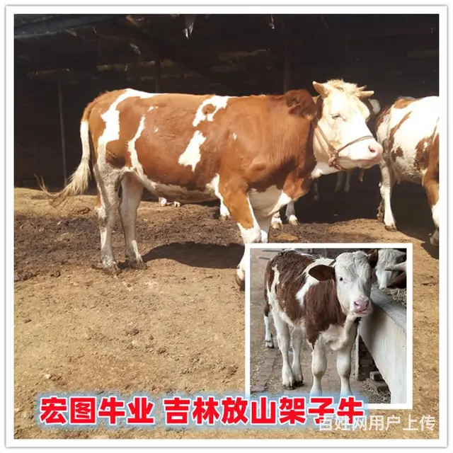 5个月 西门塔尔牛犊子 要多少钱一头 - 图片 1
