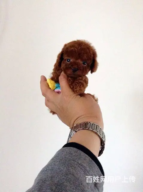 小体韩国赛级茶杯泰迪犬 精美玩具泰迪熊宝宝 - 图片 5
