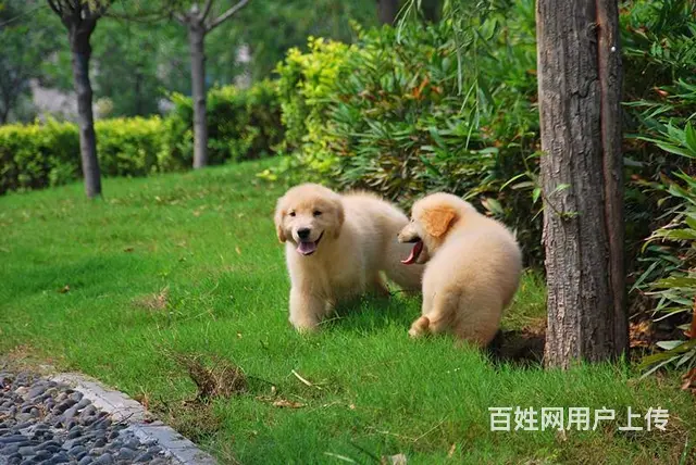 金毛犬--赛级金毛犬-支持送货上门 - 图片 7