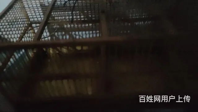 出售繁殖鸟笼打鸟笼子 - 图片 1