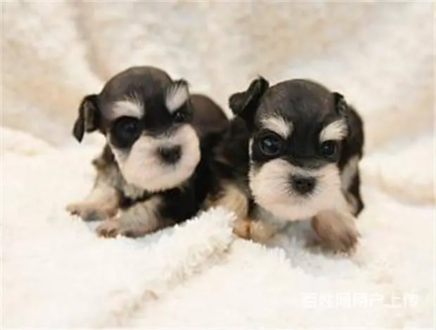 广州宠物狗 迷你雪纳瑞犬 纯种雪纳瑞狗狗幼犬出售 - 图片 8