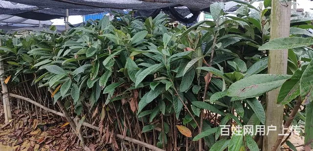 专业供应各种芒果树苗以及其他水果树苗 - 图片 4