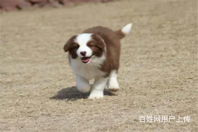 纯种赛级边牧 血统 边境牧羊犬宝宝 血统豪华 - 图片 1
