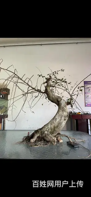 金豆盆景转让榆树盆景转让 - 图片 4
