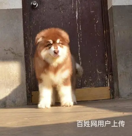 巨型 红色 黑色 阿拉斯加雪橇犬犬舍诚信出售 - 图片 2