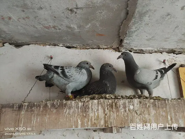 50一对 - 图片 3