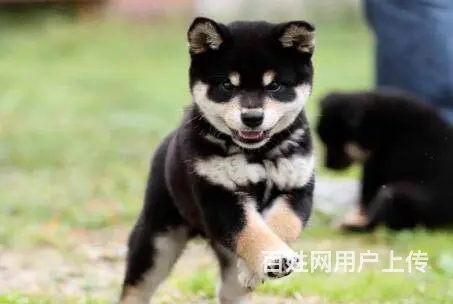 日本柴犬出售 冠军品质 赛级血统 签协议 - 图片 7