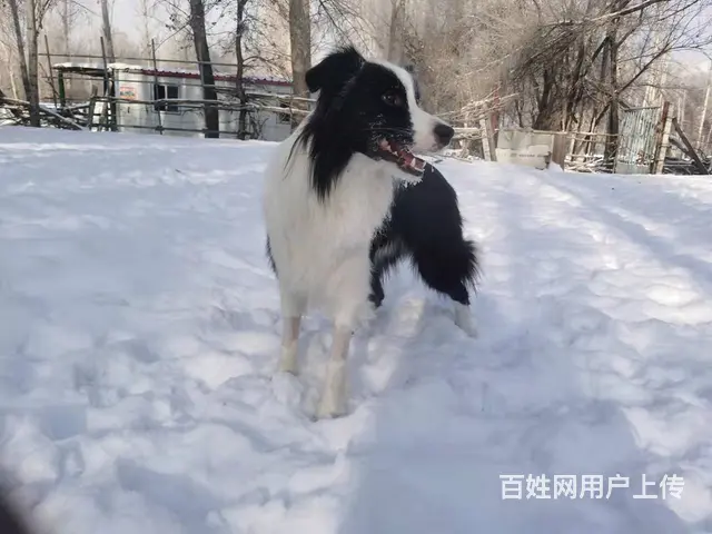 寻找边牧黑白色，腿部被剃毛。 - 图片