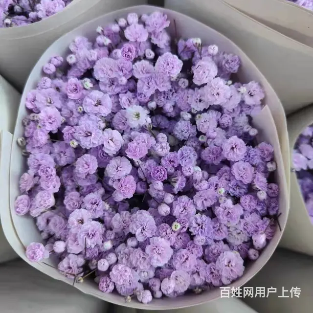 云南昆明斗南鲜花绿植盆栽基地批发一件代发 - 图片 7