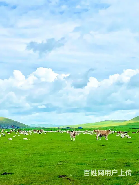 呼伦贝尔大草原旅游包车深度游草原 - 图片 6