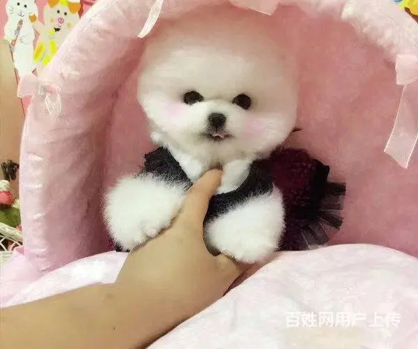 纯种赛级博美幼犬、包健康现场检测、不纯全额退款 - 图片 2
