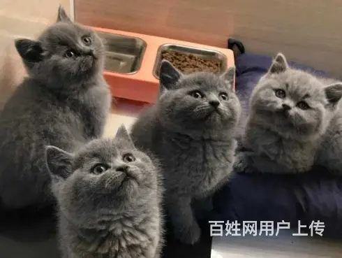 湖州自家繁殖蓝猫大包子 五短身 活泼可爱 - 图片 1