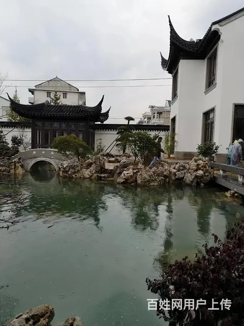 苏州买卖锦鲤鱼金鱼批发 - 图片 6