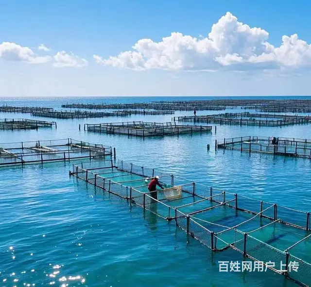 【创美】烟台海阳优质养殖海域出租 - 图片 2