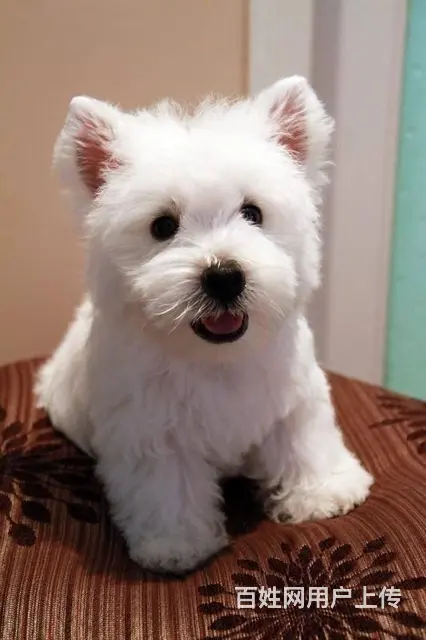 赛级西高地幼犬 保证血统纯度 可送货上门 - 图片 1