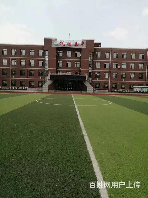 大量出售免修剪草坪地毯草坪，优异草坪，绿化苗木 - 图片 2