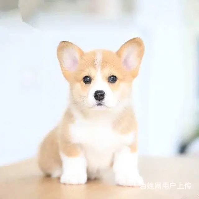 精品威尔士柯基犬出窝 三色柯基犬 纯种健康柯基犬 - 图片 4