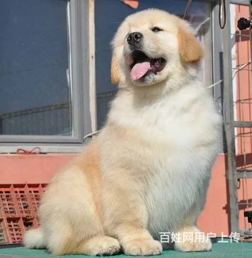 纯种金毛 大毛量金毛犬 均有血统证书和芯片 - 图片 5