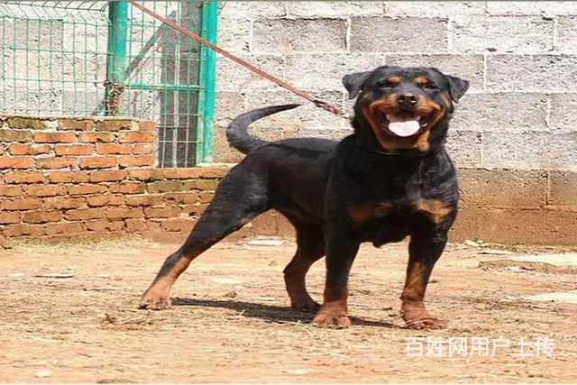 顶级罗威纳 幼犬出售、看家护卫犬可上门挑选—签协议 - 图片 1