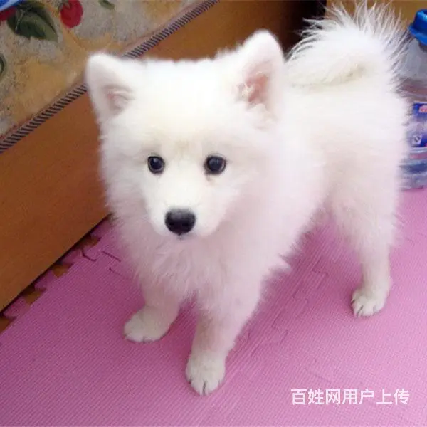 吕梁【十年老店】常年繁殖优质血统银狐幼犬 - 图片 2