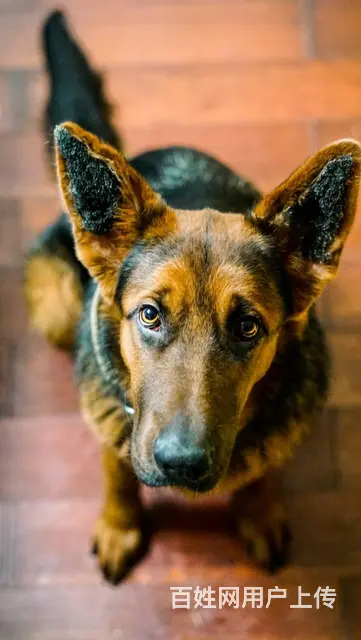 【搞定了！】免费领养德国黑背牧羊犬驱虫洗澡犬五联全 - 图片 1