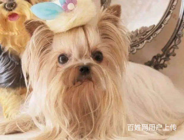 赛级血统约克夏幼犬 面向全国直销 实物拍摄挑选 - 图片 4