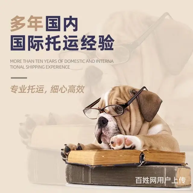 丽水云和周边宠物托运（猫狗活体快递）陆运 空运至全国 - 图片 3