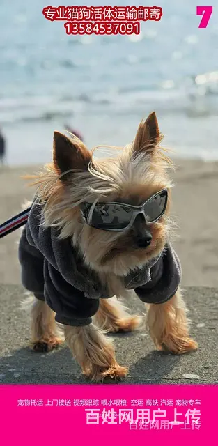 常州市 宠物托运（猫狗柴犬）邮寄快递2022（宠物活体运输) - 图片 4