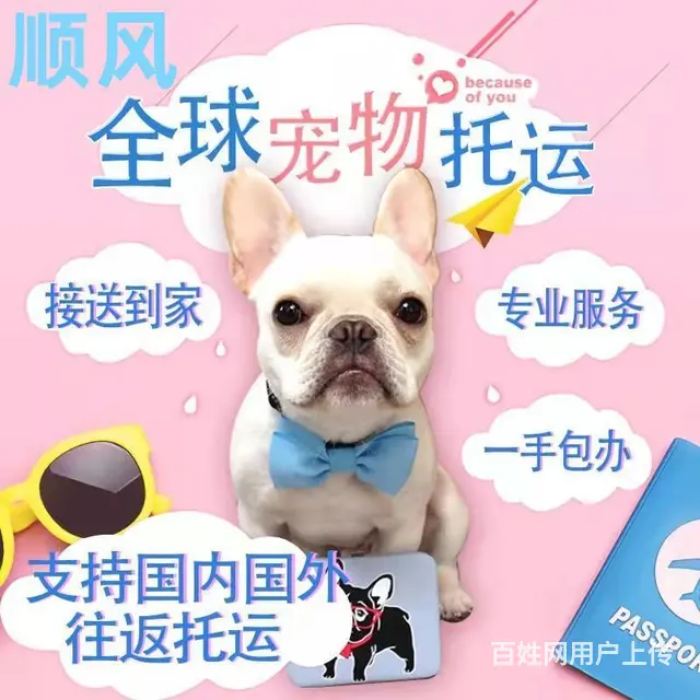 遵义湄潭宠物托运（猫狗）邮寄速运空运 （2023今日 推荐运 - 图片 1