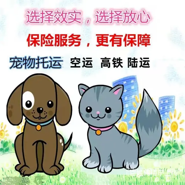 三门峡渑池宠物托运（猫狗）活体邮寄快递（2022宠物运输 ） - 图片 3