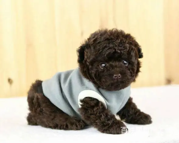 广州纯种迷你贵宾犬价格 狗舍直销 包纯种健康签协议 - 图片 11