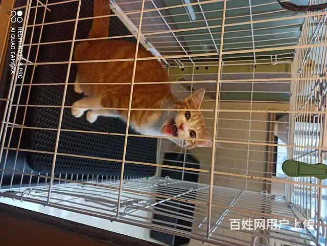 赠送全套设备 以及两只小可爱 - 图片