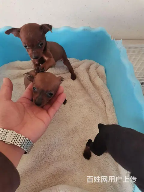小体蓝血鹿犬，犬舍一手，保纯保健康。 - 图片