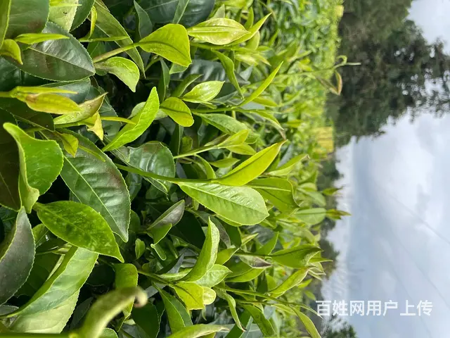 广西大叶种茶苗，云南大叶种茶苗批发 - 图片 3