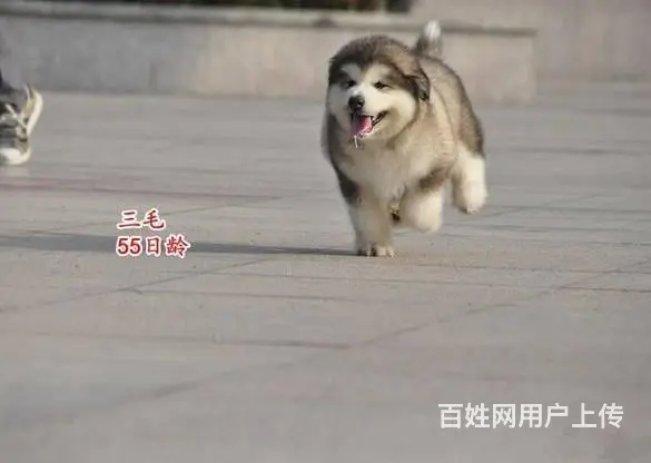 巨型阿拉斯加犬 红色 黑色纯种健康阿拉斯加雪橇犬 - 图片 6