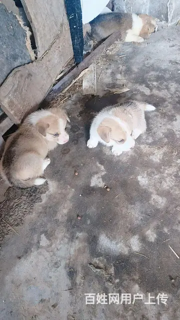 喜欢柯基幼犬的价格面议，等你啊 - 图片 6