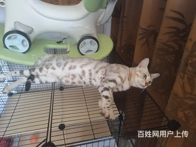 成年豹猫母出售 - 图片 2