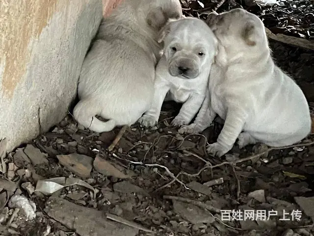 【搞定了！】三只小白狗 完全免费赠送 - 图片 2