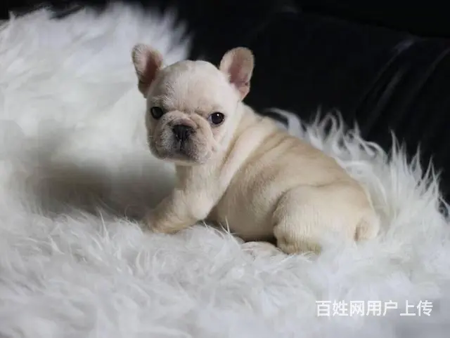 纯种赛级法国斗牛犬 证品质健康 颜色齐全 - 图片 1