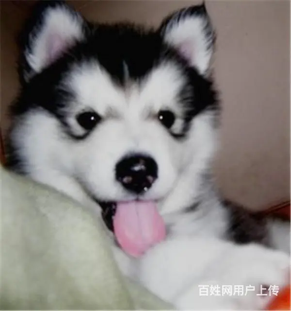 吕梁上哪可以看到阿拉斯加犬舍，阿拉斯加犬舍地址位置 - 图片 10