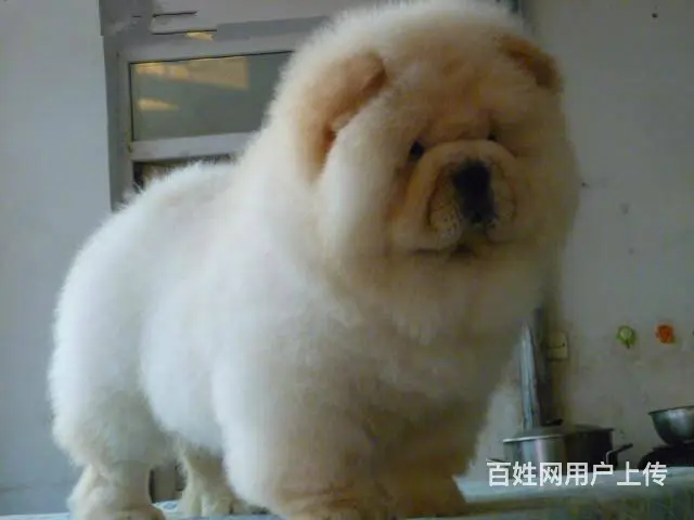 松狮犬养殖基地 纯种松狮 保纯保健康 完美售后 - 图片 7