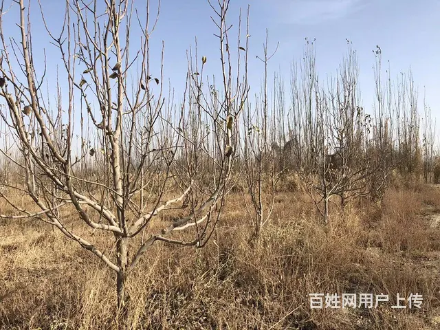 B个人一库尔楚土地对外出售或承包 - 图片 6