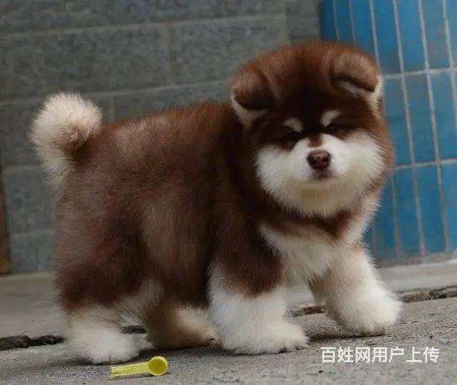 阿拉斯加幼犬 黑十字架脸,大骨量大毛量犬舍直销 - 图片 2