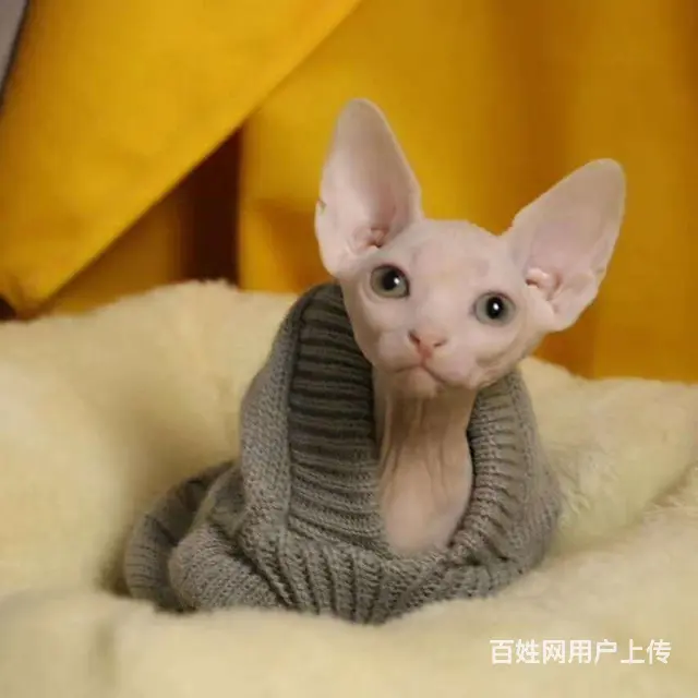 哪里有无毛猫卖的 无毛猫好养吗 斯芬克斯多少钱 - 图片 2