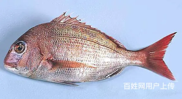 宏鸿集团水产配送 - 图片 3