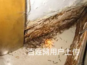 绵竹白蚁防治掉黑色翅膀的蚂蚁是白蚁灭飞蚂蚁 - 图片 4