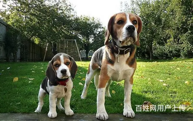 纯种健康比格犬   赛级血统    购买签订活体协 - 图片 5