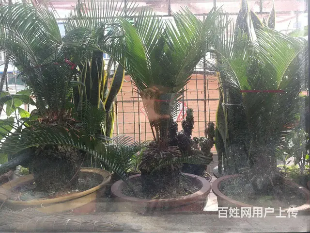 铁树价格面议电话联系 - 图片
